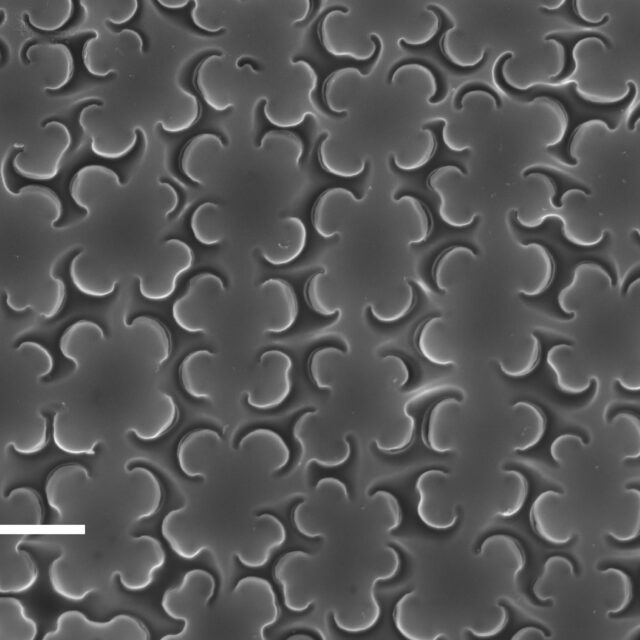 Epithemia adnata SEM1