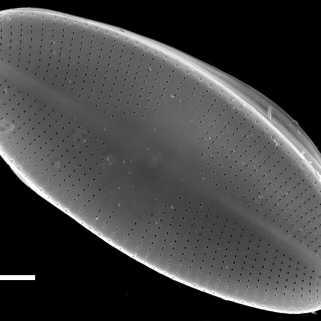 Psammothidium helveticum SEM2