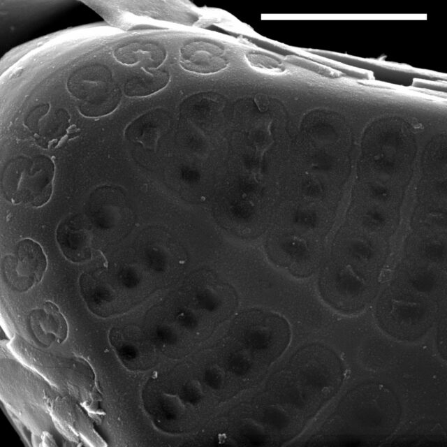 Nupela lapidosa SEM4