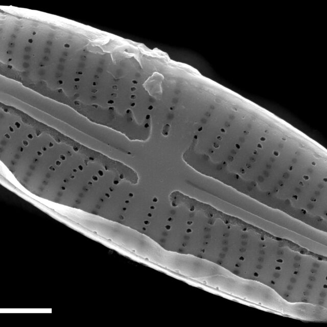 Sellaphora stroemii SEM3