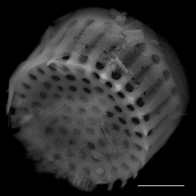 Aulacoseira humilis SEM2