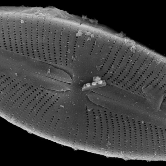 Sellaphora hohnii SEM2