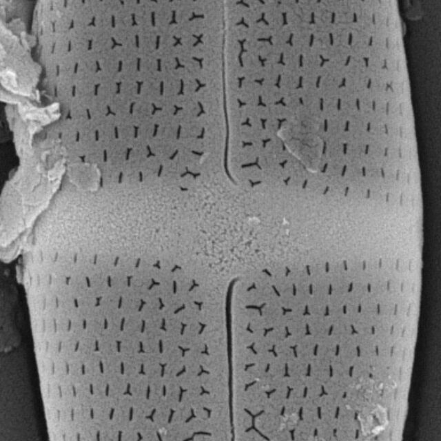Stauroneis smithii var incisa SEM2