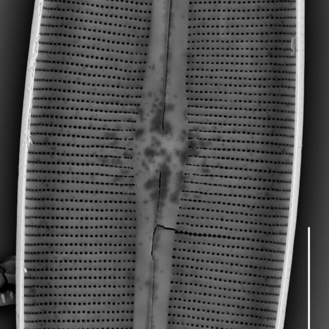 Craticula coloradensis SEM4