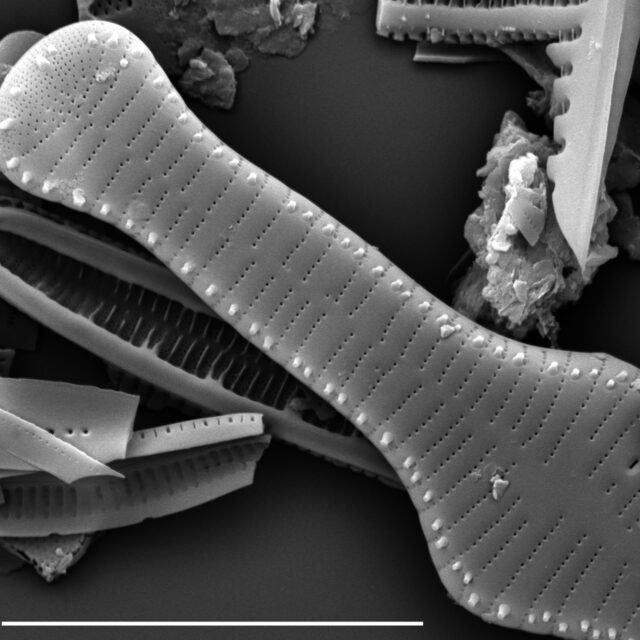 Tabellaria flocculosa SEM1