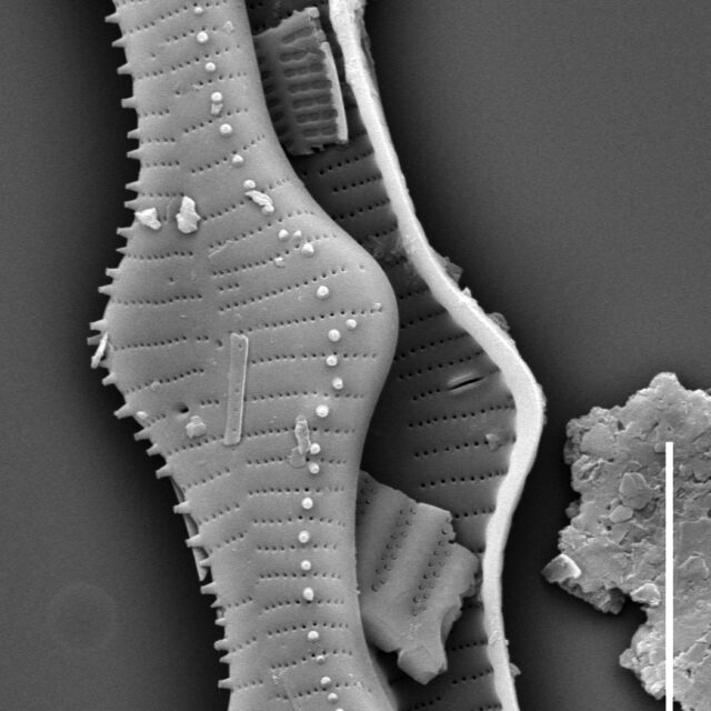 Tabellaria flocculosa SEM4