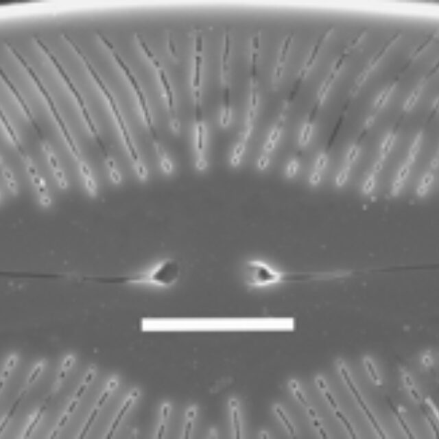 Navicula volcanica SEM1