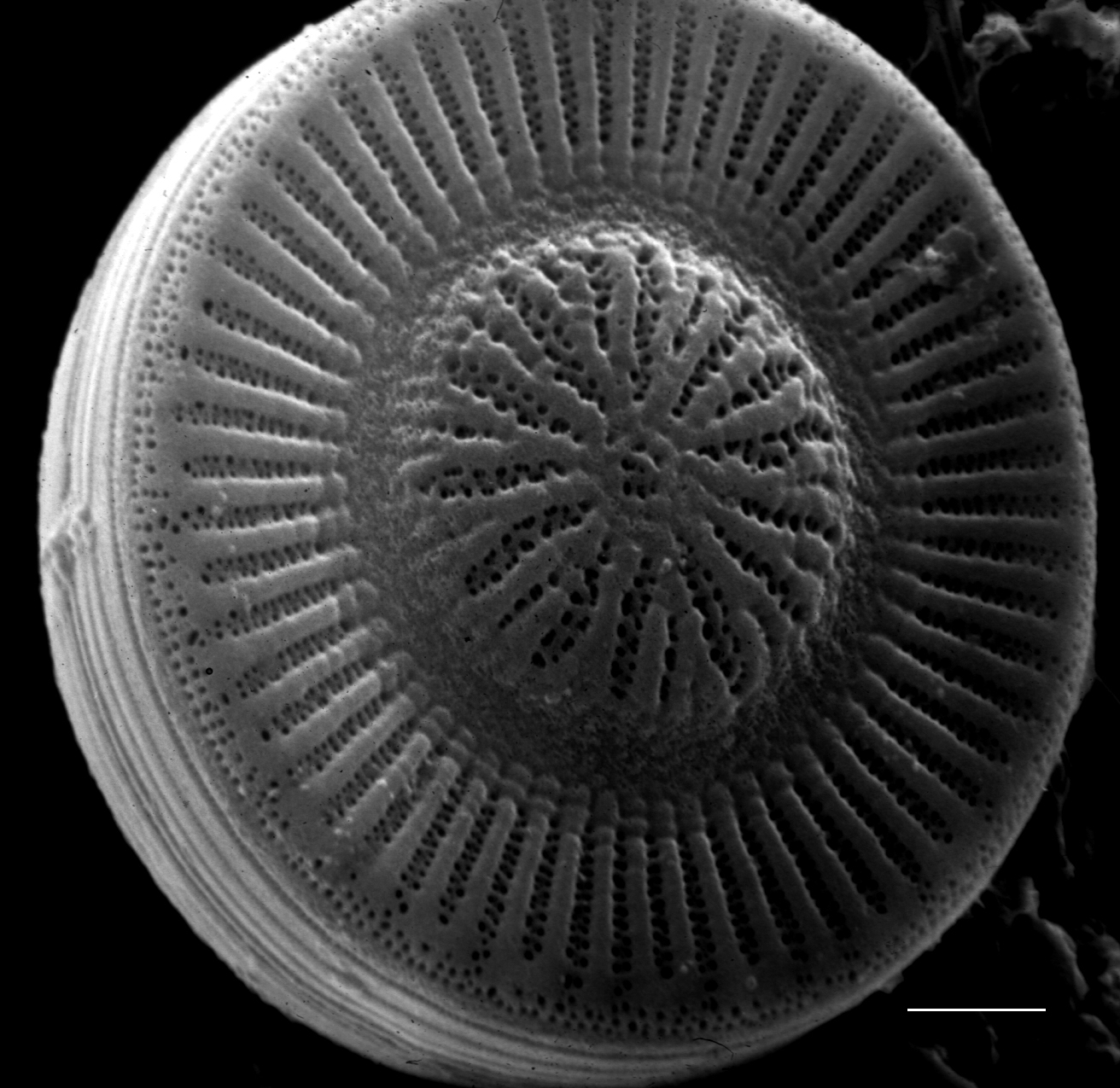 Cyclotella  Sem