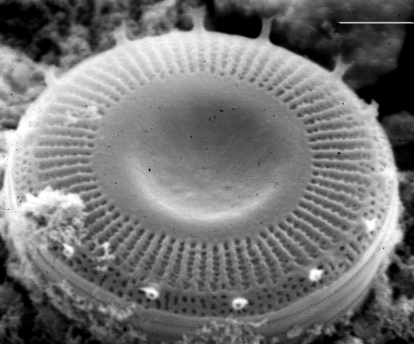 Cyclotella pseudostelligera SEM2