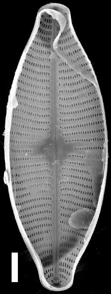 Geissleria lateropunctata SEM1