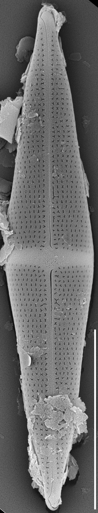 Stauroneis smithii var incisa SEM2